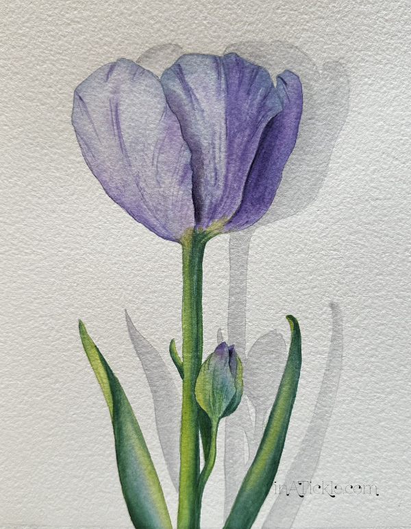 Purple Tulip